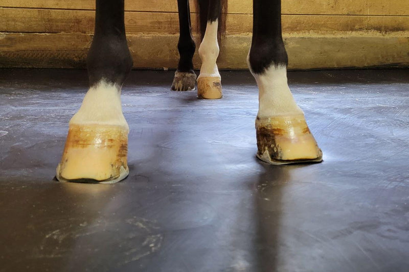 SoftStall | Leading Stall Flooring Solutions | Horse Stable Flooring